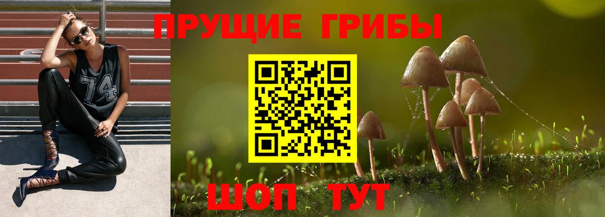Галлюциногенные грибы Psilocybine cubensis Котлас